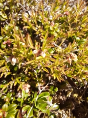 Vaccinium boreale