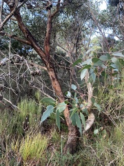 Eucalyptus willisii