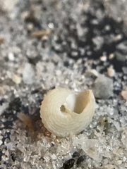 Calliostomatidae
