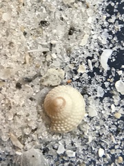 Calliostomatidae