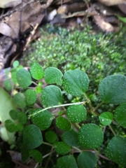 Peperomia hispidula sellowiana