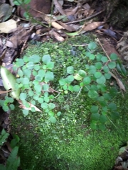 Peperomia hispidula sellowiana