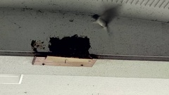 Hirundo rustica