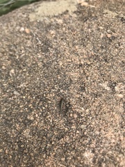 Machilinus aurantiacus