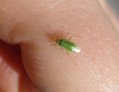 Orthotylinae