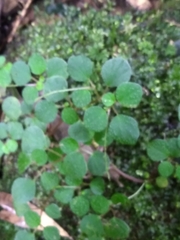 Peperomia hispidula sellowiana