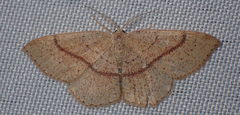 Cyclophora quercimontaria