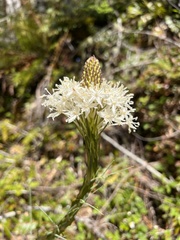 Melanthiaceae