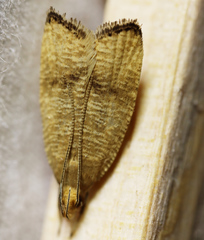 Psilocorsis cryptolechiella