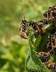 Brachygastra mellifica