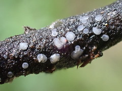 Mollisia fusca