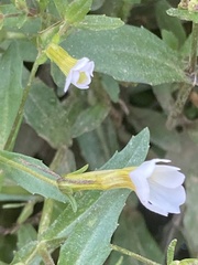Gratiola floridana