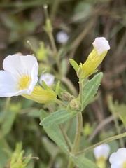 Gratiola floridana