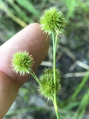 Juncus brachycarpus