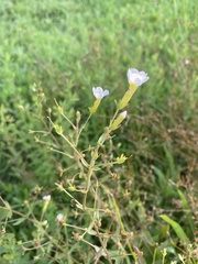 Gratiola floridana