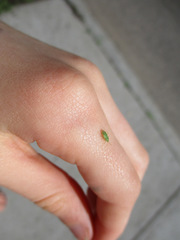 Orthotylinae