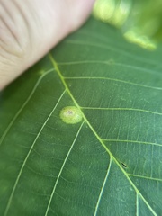 Phylloxera foveola