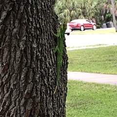 Anolis equestris