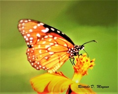 Danaus eresimus plexaure