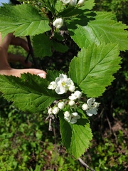 Crataegus integriloba