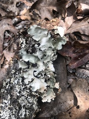 Parmotrema rampoddense