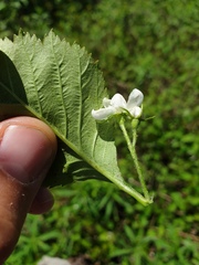 Crataegus integriloba