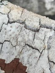 Lecanora subpallens