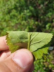 Crataegus integriloba