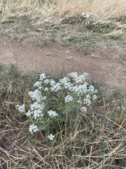 Smelowskia alba
