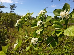 Crataegus integriloba