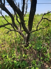 Crataegus integriloba