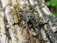 Acantholycosa lignaria