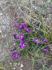 Oxytropis triphylla