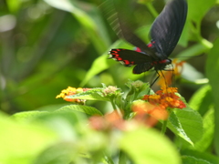 Parides montezuma