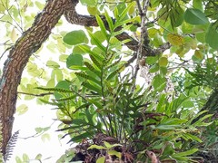 Pleopeltis pleopeltifolia