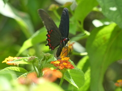 Parides montezuma
