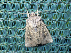 Dasygaster nephelistis