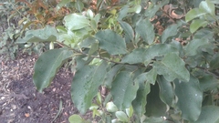 Griselinia littoralis