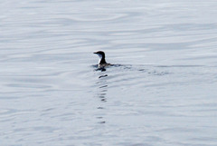 Synthliboramphus scrippsi