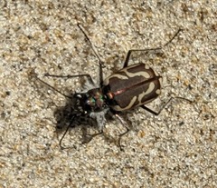 Cicindela bellissima
