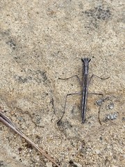 Litaneutria pacifica