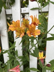 Alstroemeriaceae