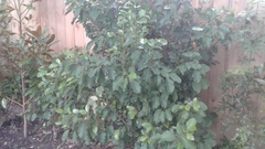 Griselinia littoralis