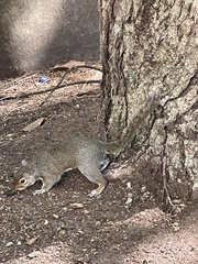 Sciurus carolinensis