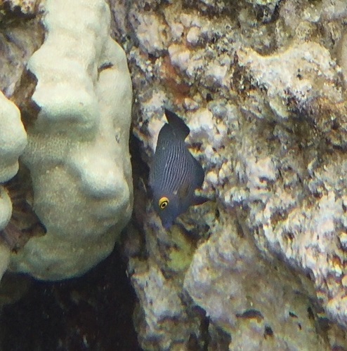 Ctenochaetus strigosus