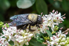 Xylocopa