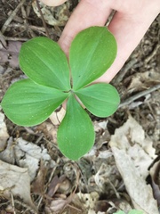 Isotria verticillata