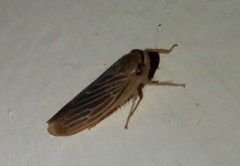 Chlorotettix necopinus