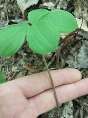 Isotria verticillata