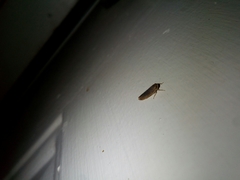 Chlorotettix necopinus